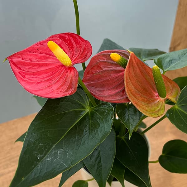 楽天市場】ミニ アンスリウムの通販