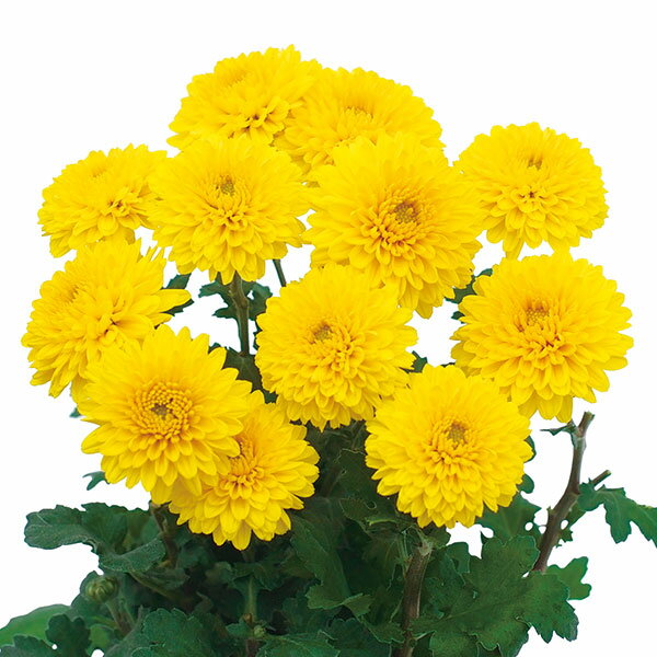 草花の苗/手間なし菊冬咲き お正月咲きポンポン菊 カイロ 4号ポット