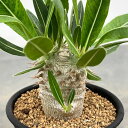観葉植物/パキポディウム:ホロンベンセ (実生株) 2.5号鉢植え*