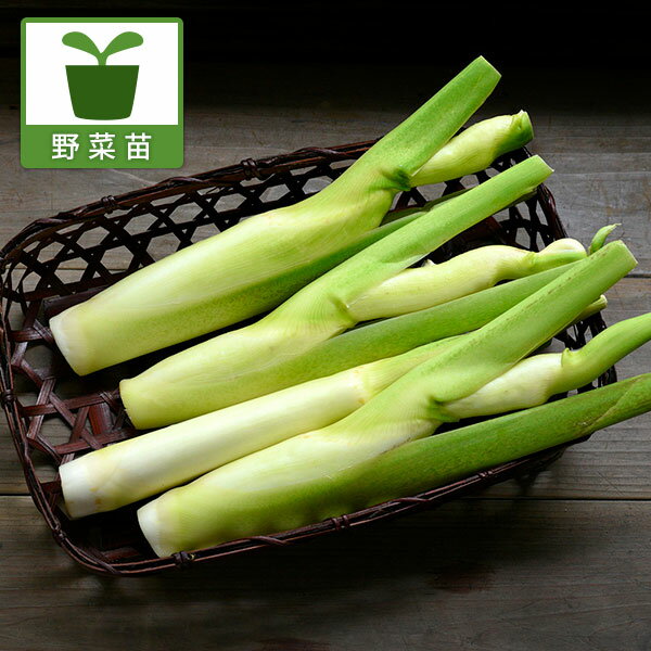 野菜の苗/[送料無料]マコモタケ3.5号ポット* 12株セット