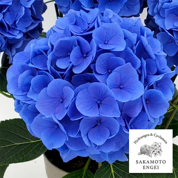 花木 庭木の苗/アジサイ：ペルル（ブルー）3.5号ポット