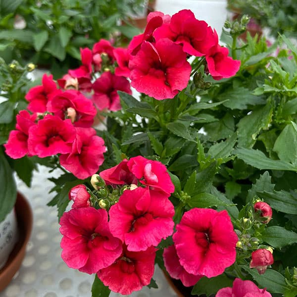 草花の苗/ネメシア：モフモフ ライトレッド3.5号ポットのサムネイル