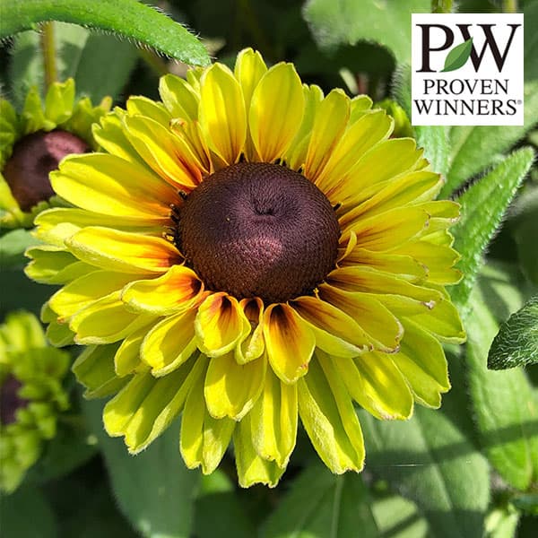 草花の苗/ルドベキア：アーバンサファリ　フォレストグリーン4号ポット*のサムネイル