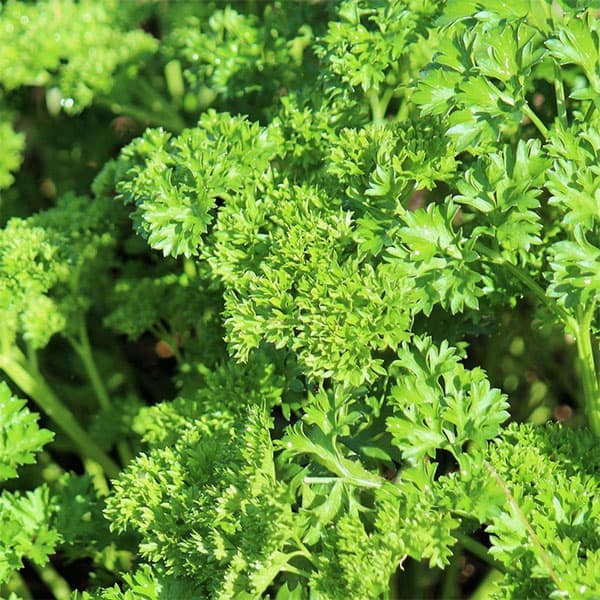 ハーブの苗/パセリ：グランド3-3.5号ポット