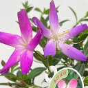 ノボタン:あけぼの5号鉢植え