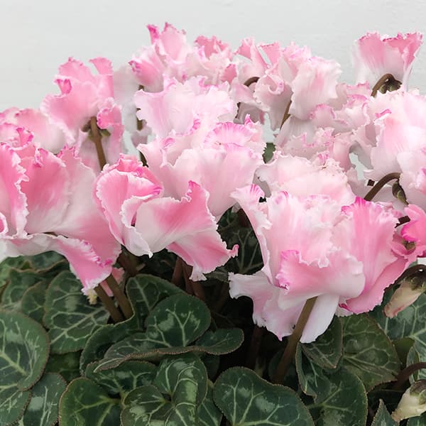 シクラメン：プリンセス マリアージュ（ピンク系）4号鉢植え