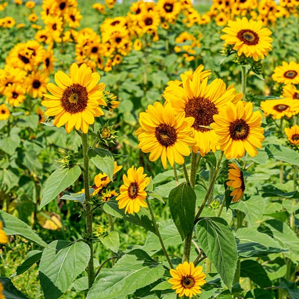 ヒマワリ・コンサートベル10ミリリットル入[タネ 4～8月まき 花が段々で咲く新タイプ 無花粉で切り花にも向く]