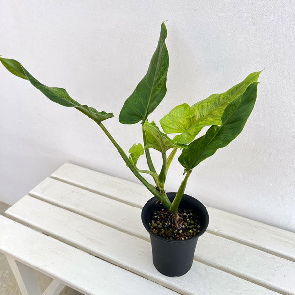 観葉植物/フィロデンドロン：サブハスタータム（斑入り） 4号鉢植え*