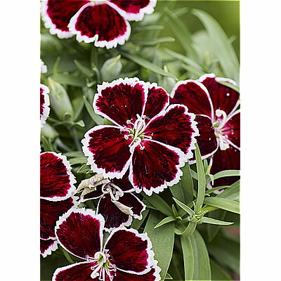 草花の苗/ダイアンサス：ダイアナ　クリムソンバイカラー3.5号ポットのサムネイル