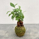 山野草の苗/ガジュマル(多幸の木)の苔玉