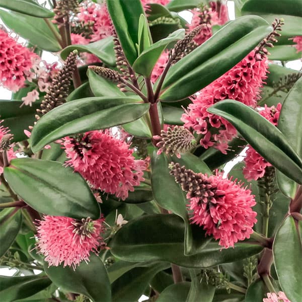 草花の苗/ヘーベ：クイーンキウイ　ティキティキ3.5号ポットのサムネイル