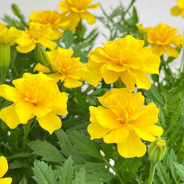 草花の苗/マリーゴールド：マーチ イエロー3-3.5号ポットのサムネイル