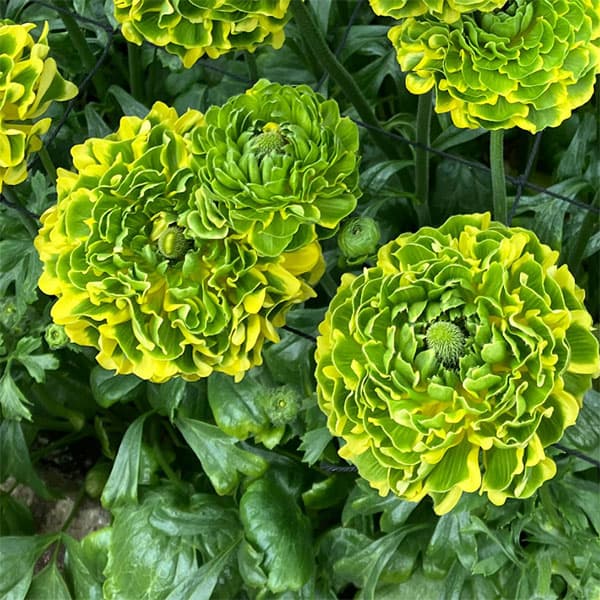 ラナンキュラス：ポンポン ピーターパン5号鉢植え...