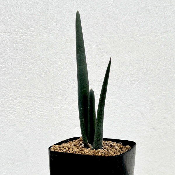 Rakuten - 観葉植物/アロエ：スザンナエ 2.5号鉢植え