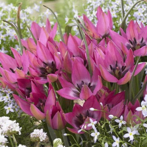 球根/チューリップ（原種系）：ノラ　2球セット