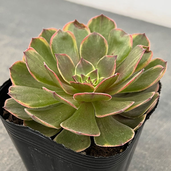 観葉植物/アエオニウム：アンナ錦3...
