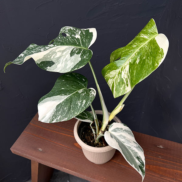 観葉植物/モンステラ：ボルシギアーナバリエガータ（白斑） 4号鉢入り25-07