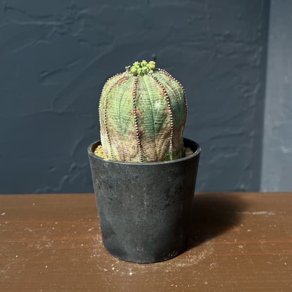 観葉植物/ユーフォルビア：オベサ・...