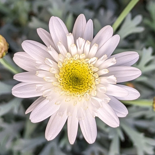 草花の苗/マーガレット：スノーフレア5号鉢植え