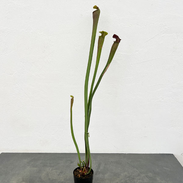 観葉植物/サラセニア：アラータジャ...