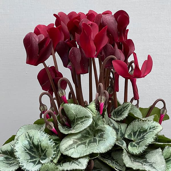 シクラメン：タキシード ディープマゼンタ 4号鉢植え