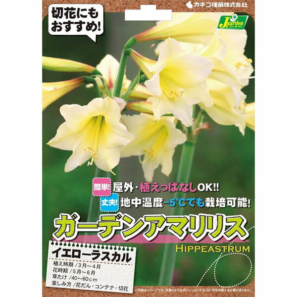 球根/（わけあり特価）ガーデンアマリリス：イエローラスカル1球