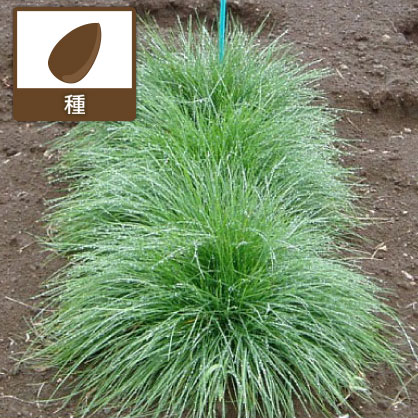 芝の種：西洋芝ハードフェスク・ミニマス　原袋22.5kg入り