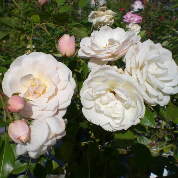 バラの苗/四季咲中輪バラ：エブル・アイスバーグ大苗