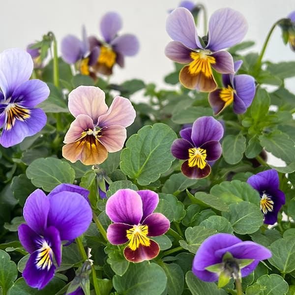 草花の苗/ビオラ：フロステッドチョコレート3号ポット