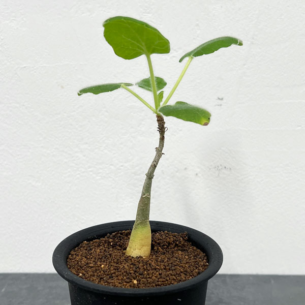 観葉植物/ウンカリーナ：ルーズリアナ 3号鉢植え