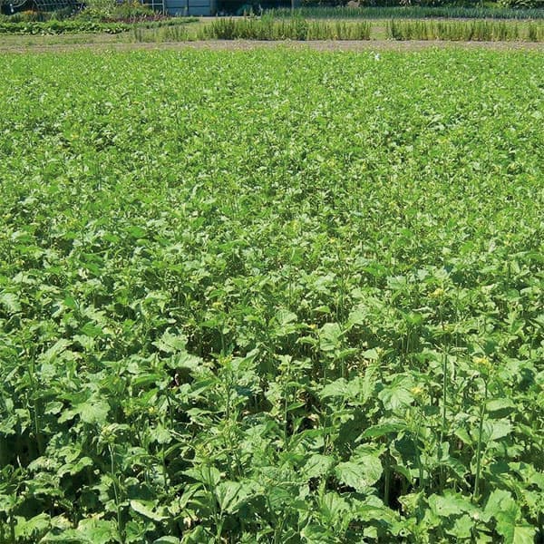 （わけあり特価）【有効期限25年06月】緑肥用チャガラシ：いぶし菜 1kg[タネ 辛味成分で土壌をくん蒸]