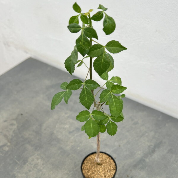 楽天市場】コミフォラの通販