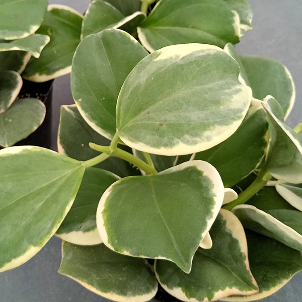 観葉植物/ホヤ：パキクラダ バリエガータ 3.5号ポット