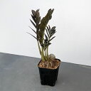 観葉植物/ザミオクルカス:ダークザミクロ 4号ポット