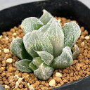 観葉植物/ハオルチア:モンロー 2.5号鉢植え