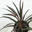 観葉植物/(わけあり特価)コルジリネ(コルディリネ):sp.(赤細葉) 4号