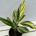 観葉植物/ゲットウ(黄斑入り) 6号ポット