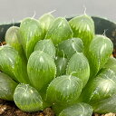 観葉植物/ハオルチア:オオイボオブツーサ2.5号ポット