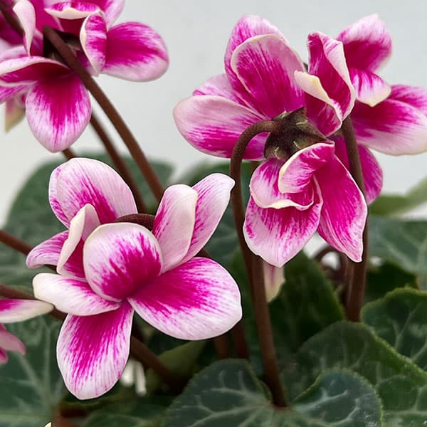 草花の苗/八重シクラメン：チモ ピコティパープルローズ（赤紫）3号ポット