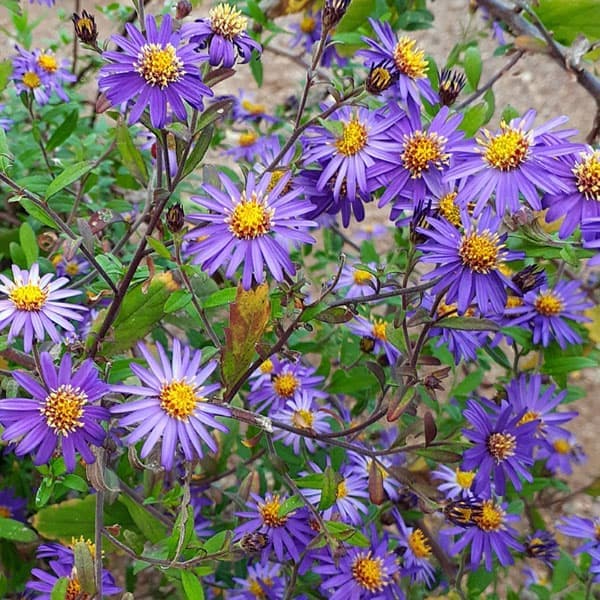 草花の苗/（わけあり特価）ノコンギク：土佐ブルー3号ポット