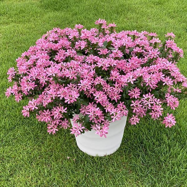 草花の苗/スカエボラ：スターティアラ　ピンク3.5号ポット(R)のサムネイル