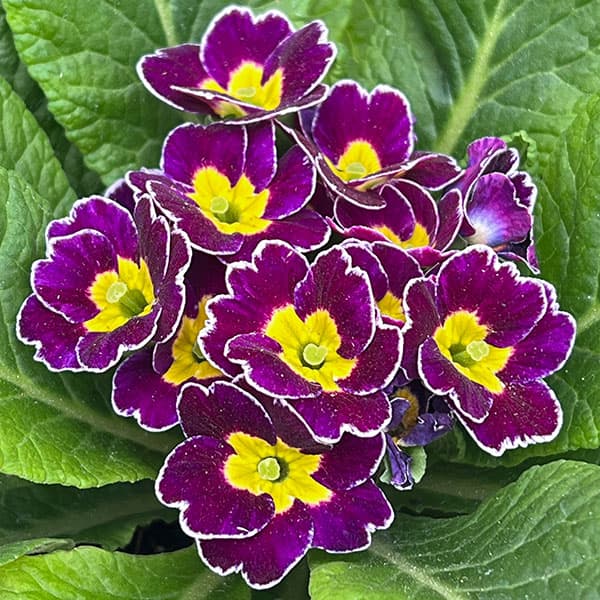 草花の苗/プリムラ：ビクトリアーナレース パープル系3.5号ポット