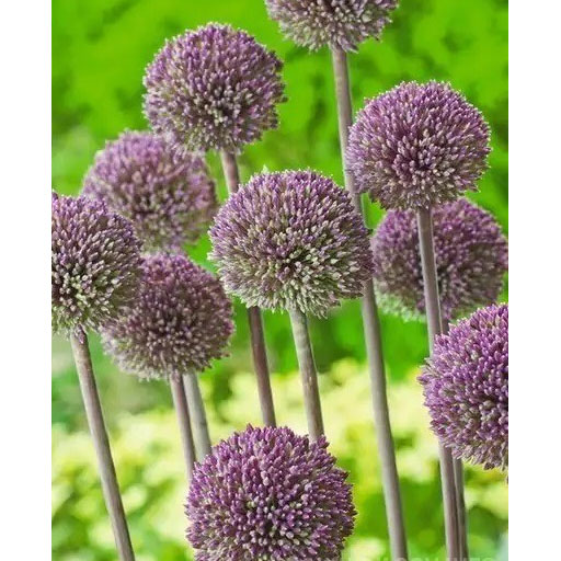 草花の苗/アリウム：サマードラマー4.5号ポット
