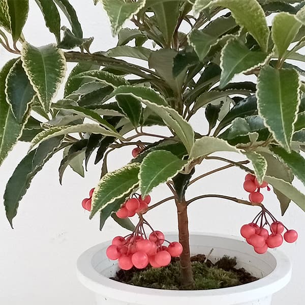 花木 庭木の苗/万両（マンリョウ）：下野山内（シモツケサンナイ）ピンク5号鉢植え