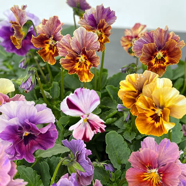 草花の苗/ビオラ：エボルべ　ストライプ3.5号ポット 3株セット