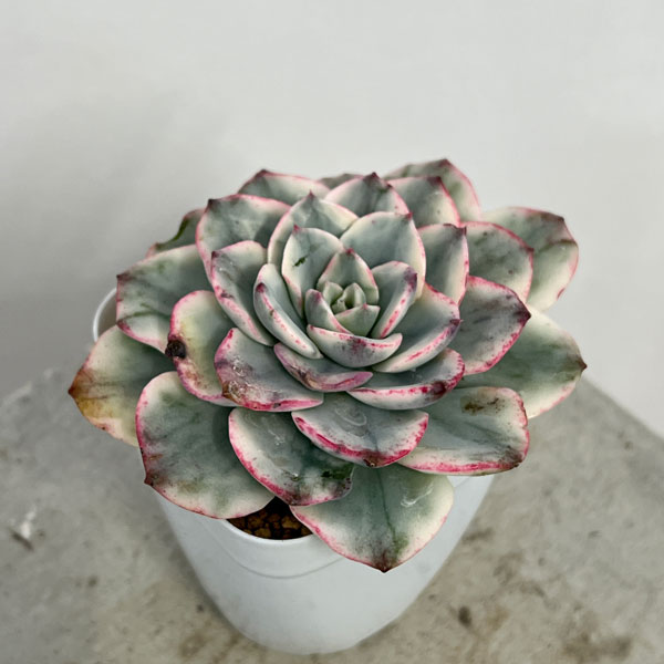 観葉植物/エケベリア：アトランティス錦 2.5号ポット