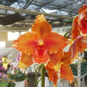 観葉植物/(わけあり特価)スイセイラン(彗星蘭):オレンジサンセット 3.5号