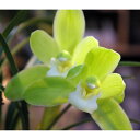 観葉植物/(わけあり特価)ワラン(和蘭):春一番(はるいちばん)(1花茎)4号鉢植え