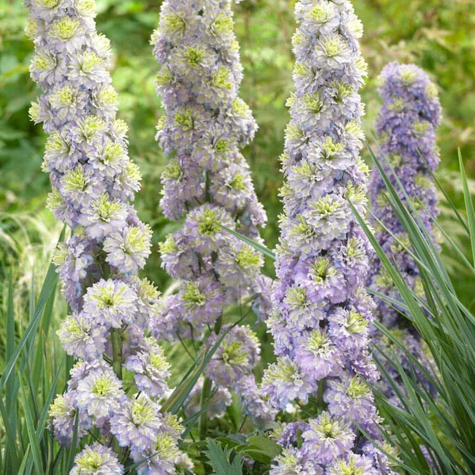 楽天市場】デルフィニウム さくら ひめの通販