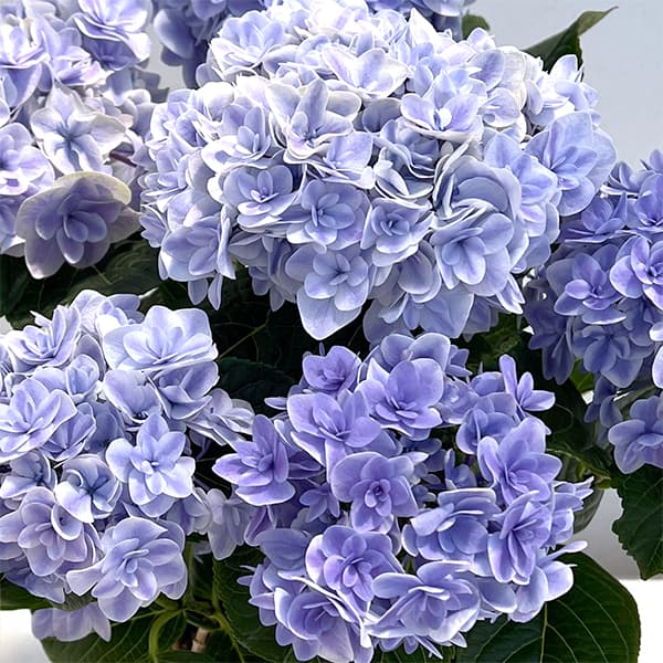 （わけあり特価）アジサイ：月影（ゲツエイ）ブルー5.5号鉢植え